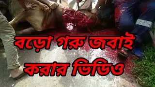 বড়ো গরু জবাই করার ভিডিও ২০২০। big cow butcher.