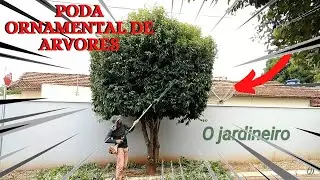 Poda ornamental topiaria de uma oiti, podador aparador Stihl KA85R. trimmer bush.