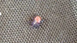 The number one TICK repellent! They die almost instantly!