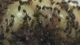 Hormigas devoran un Corazón
