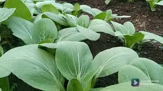 kebun pakcoy!