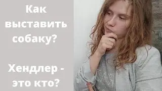 Кто подготовит собаку к выставке? Кто такой хендлер? 