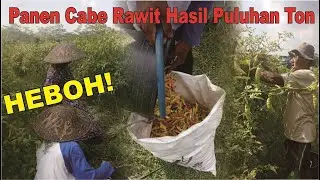 Hasil Tanam Cabe Rawit Melimpah - Panen Cabe Rawit Viral - Panen Cabe - Agar Cabe Rawit Tidak Rontok