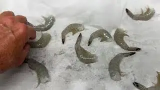 Fast Freeze Shrimp at Home!