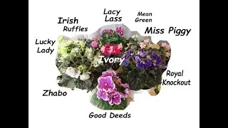 Fancy Frills & Cool Cabbages # Violets