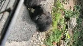 Bannerghatta National Park Jungle Safari - Bear
