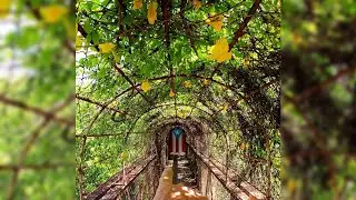 un Puente de Flores 🌼🌺 Cubierto de Bellezas 😍 y el 2ndo Más Fotografiado en 🇵🇷 Mega Hermoso !!