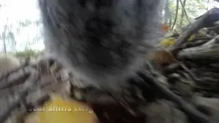 20th century dog