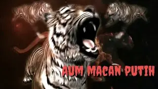 Macan putih yg lagi ngamuk (aum macan putih)