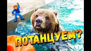 Танцуют все! 💃Медведь Мансур тренер по танцам! 🐻🕺