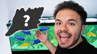 125 Gallon African Cichlid Tank Makeover!