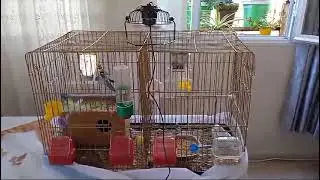 Sıcaklar bastırınca Adanalı kuşlarına vantilatör yaptı.