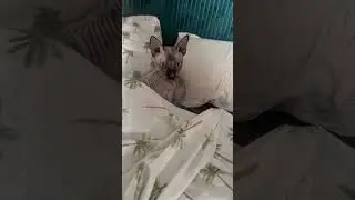 Mi reina de la cama  #gato #sphynx #sphynxcats #catsoftiktok