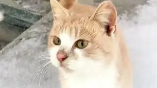 Зимовий рай