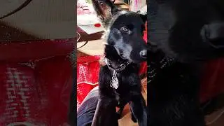 I need your help.   I gotchoo, Buddy!  #puppy #gsds #germanshepherd #funny