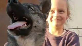 Скрип колеса