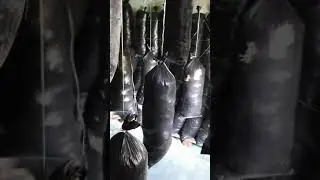 19.09.21.загрузка грибной камеры.   Старт вегетации вешенки.