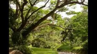 Kahanu Garden is a located on the Hana Highway near Hana Maui Hawaii.
