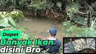 Panen Ikan Wader Bro Ikannya makan terus  wadah sampai penuh