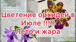 Цветение орхидей июль . Наступила жара .