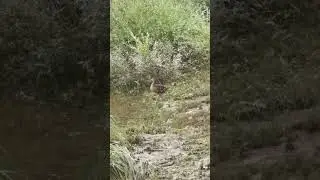 старая знакомая