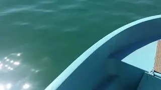 Karadesle akya avı dev Kaya barbunu