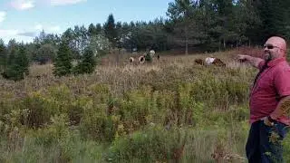 COWS Trained Like DOGS?!