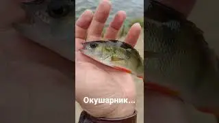 Окунь.Рыбалка 2022.   Екатеринбург.            Рыбачу на все.