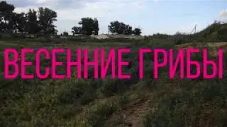 Весенние грибы