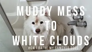 Mud Brown to White Samoyed! | Tips on How to Make Bath Time Painless for Your Dog