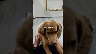 Playing with puppies after a rough week