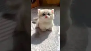 Awww Parece un peluche #animales #gatos #divertidos #gatos #perros #animales #lindos #mascotas