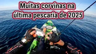 Muitas corvinas na última pescaria de 2025