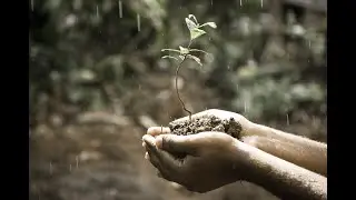 How can we improve photosynthesis in plants and trees with genetic engineering?