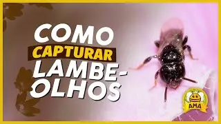 Como CAPTURAR uma abelha LAMBE-OLHOS?