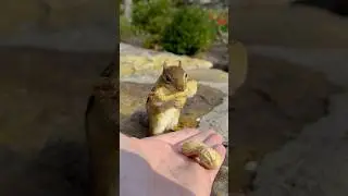 FEEDING CHIPMUNKS PEANUTS 🥜🐿😋 #shorts