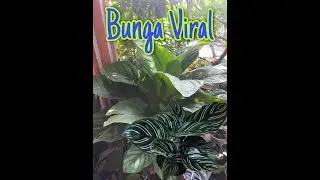Bunga viral!! ada bunga bunga di teras rumah