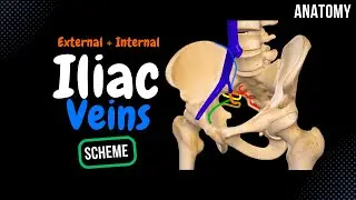 Iliac Veins Scheme (Visceral + Parietal Tributaries) | Anatomy