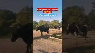 Реактивные коровы!