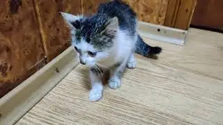We met a kitten 13-Sept-2021
