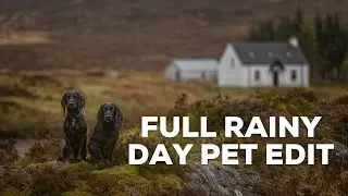 Pet Photography Editing Tutorial: Mastering Rainy Day Images in Lightroom and Photoshop