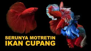 Tips Motret Ikan Cupang Supaya Terlihat Cantik
