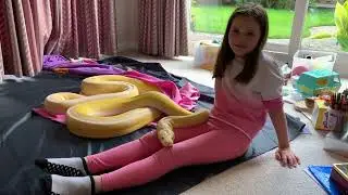 Reticulated Python is lap snake during imaginative play.