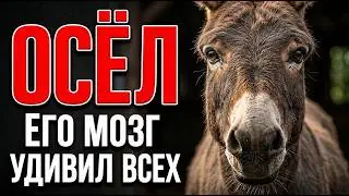 DONKEY: turns out to be smarter than we thought for thousands of years!