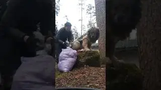 Груминг кавказской овчарки #animal #собака #dog #животные #doglover #animaldog