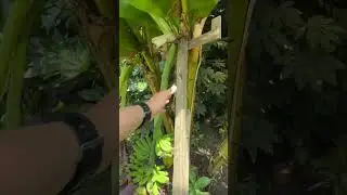 Теплица экзотики в Дагестане