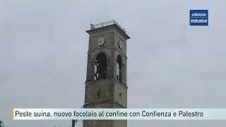 Peste suina, focolaio vicino Confienza. Provincia di Pavia al centro dell'ondata