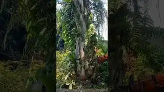 very clever oil palm lumberjack