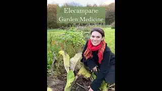 Checking on Elecampane roots before the root harvest at the Ivywood Garden