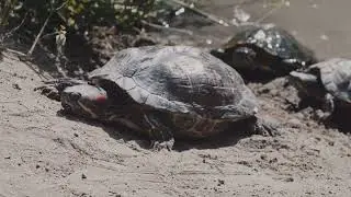 Importance of Basking for Turtles: Why It Matters?